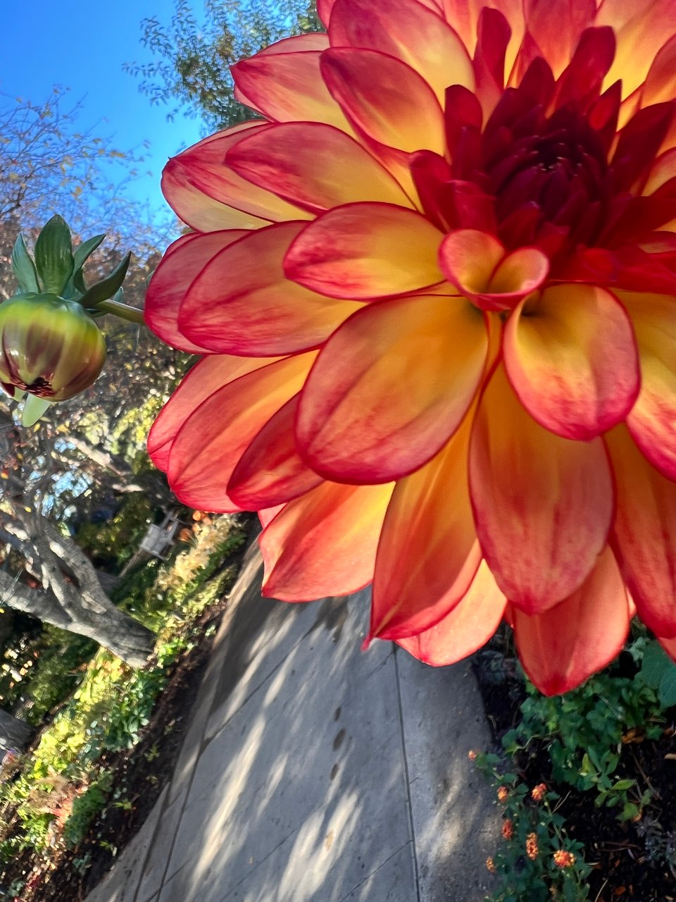 A close-up of a yellow and pink dahlia