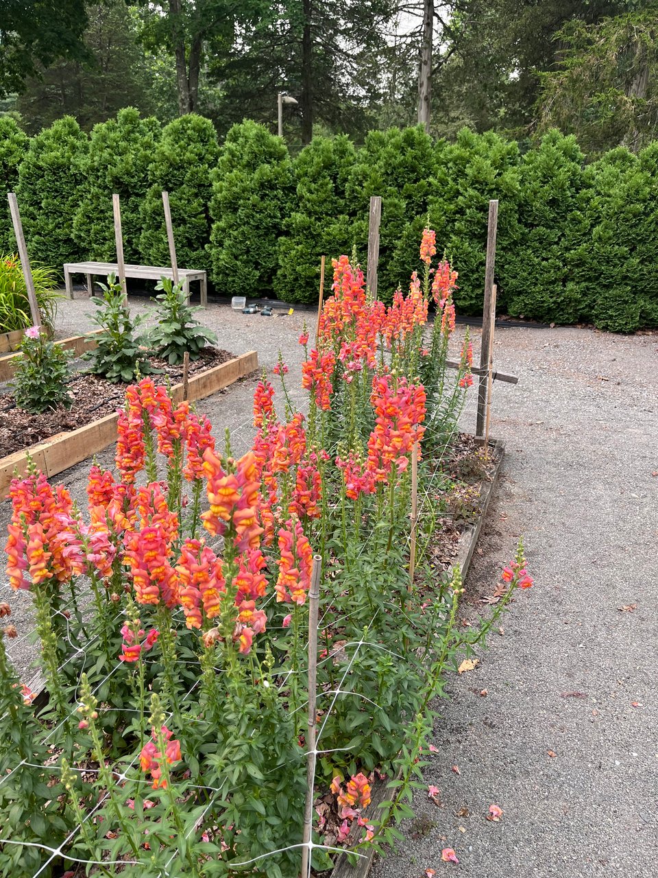 Pink and yellow snapdragon flowers in a raised bed. In the background is a hedge, and pea gravel surrounds the raised bed.