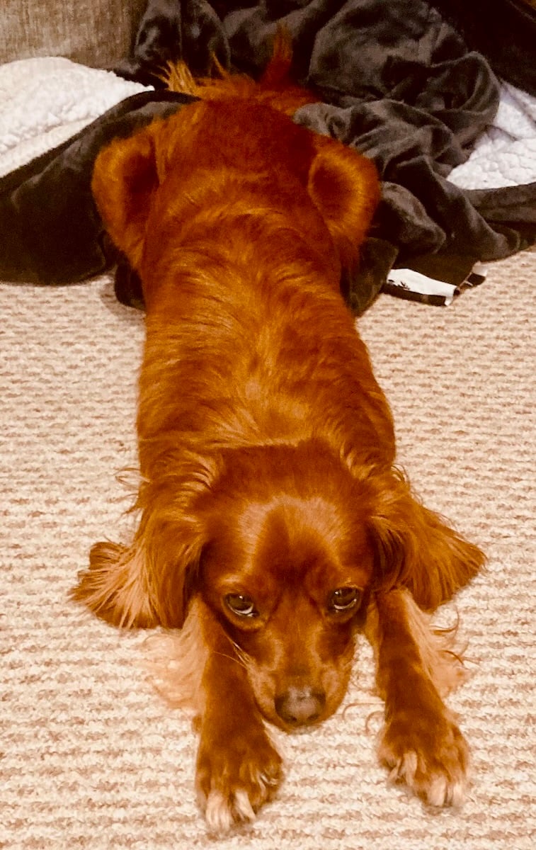 A cute dog laying on the floor.