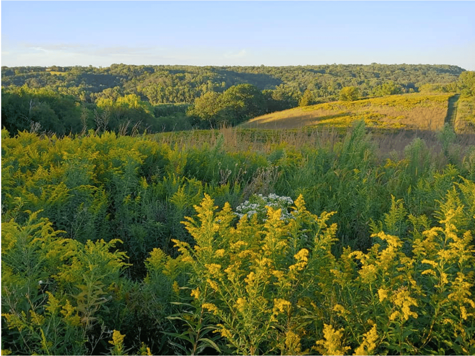 An autumnal vista in Frontenac State Park. Peace to you all as you walk in our beloved park, friends! We appreciate you all. / Photo by Pamela Miller