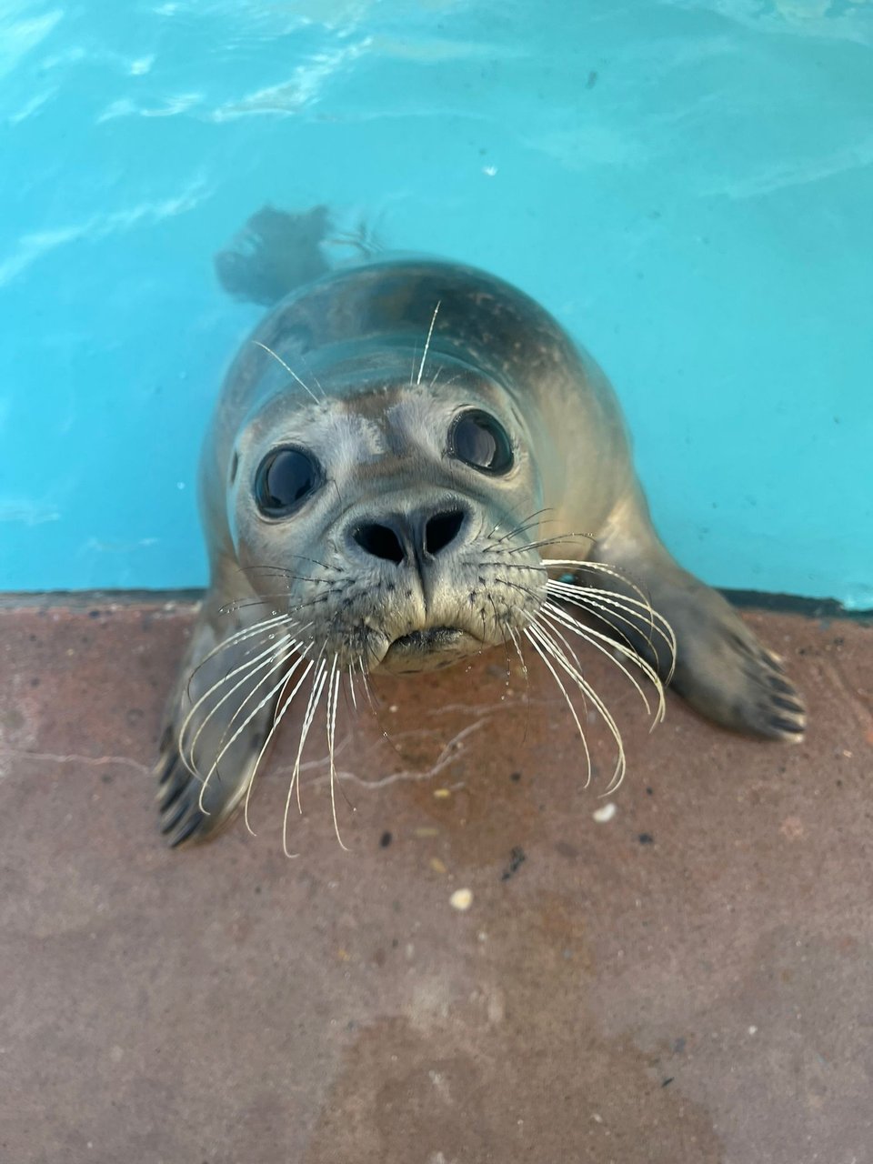 Crepe the harbor seal is on the rim of the pool, looking up towards the photographer, his whiskers all out. His flippers are supporting him on the pool's edge.
