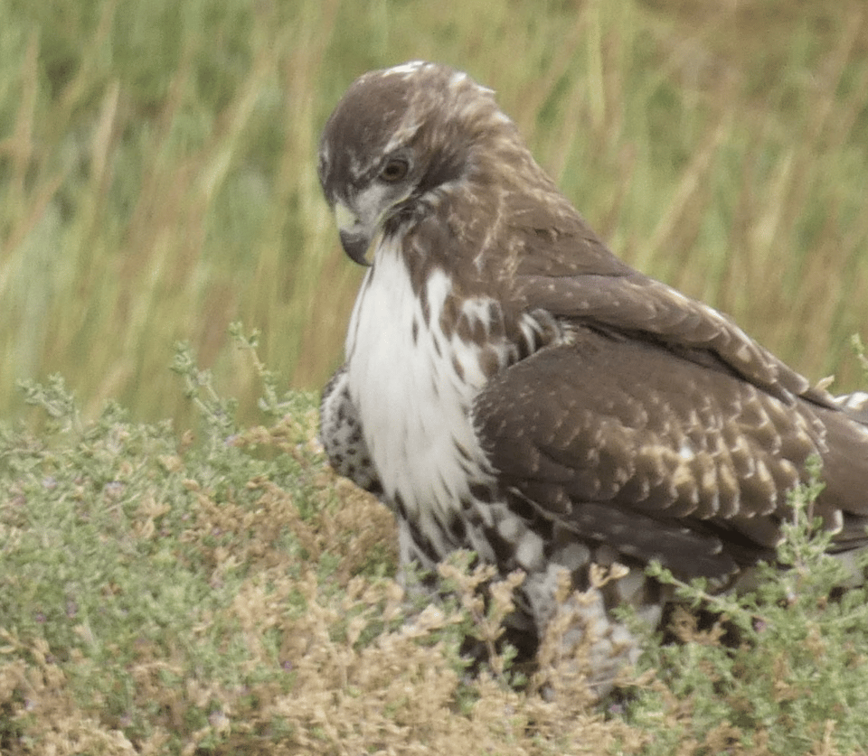 A red-tailed hawk on the ground, looking downards, as if it has lost something