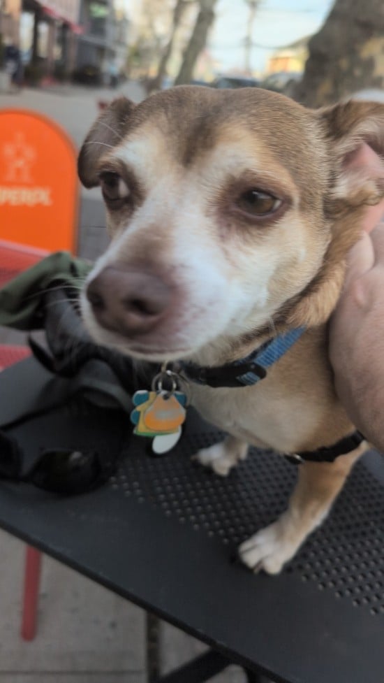 An adorable little dog.