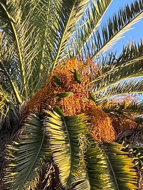 a close look at a palm tree with lots of orange jellies that four green parrots are busy on