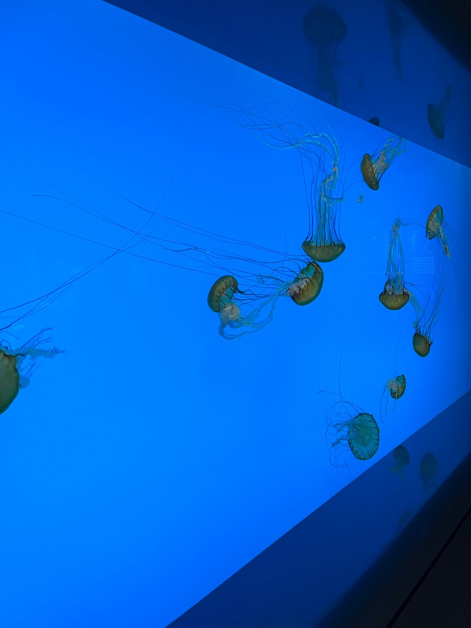 Jellyfish in a blue tank