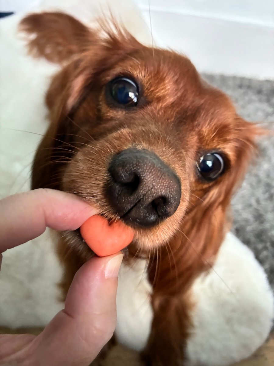 A cute dog eats a heart-shaped biscuit.