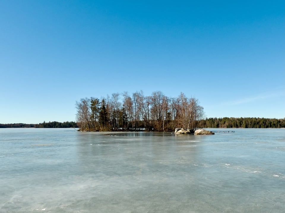 A small island with dead trees, surrounded by ice.