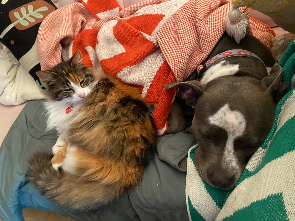 A fluffy brown and white cat is curled up on blankets next to a grey and white pit bull, who is partially covered by the blankets.