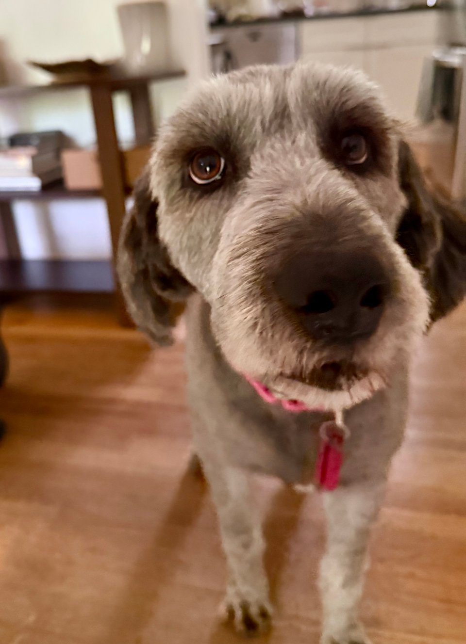 closeup photo of face of gray Aussiedoodle standing on a hardwood floor