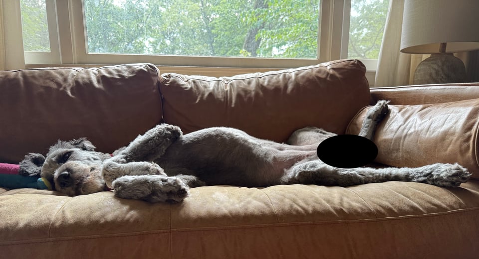Photo of gray aussiedoodle sprawled out on a light-brown leather sofa, with her rear legs splayed; there's a black oval placed over her genitals, for propriety Photo of gray aussiedoodle sprawled out on a light-brown leather sofa, with her rear legs splayed; there's a black oval placed over her genitals, for propriety