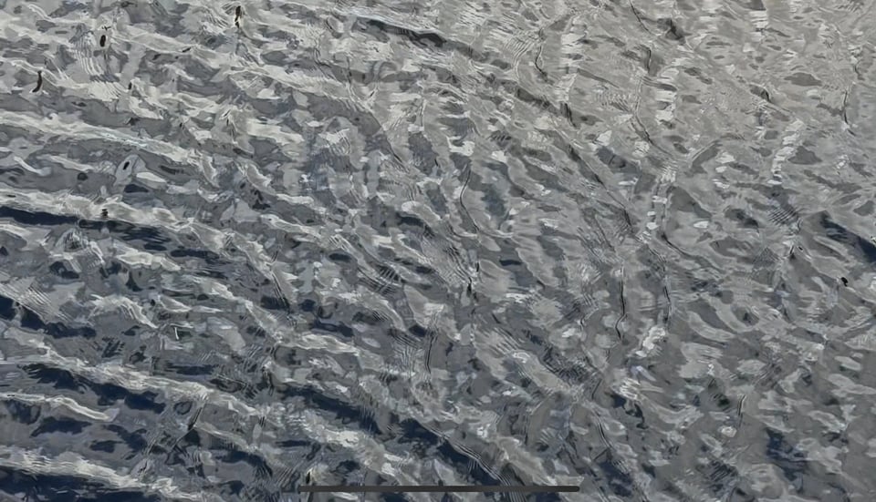 a still from a video I took when somewhere wild