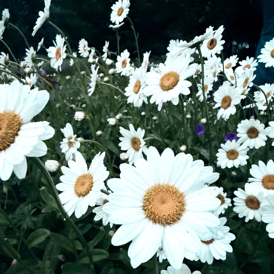 white flowers with yellow centers bursting full of live from a thicket of greenery