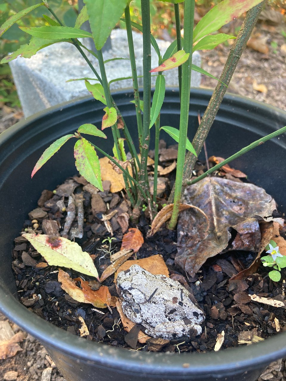 Brown and black frong in plant pot.