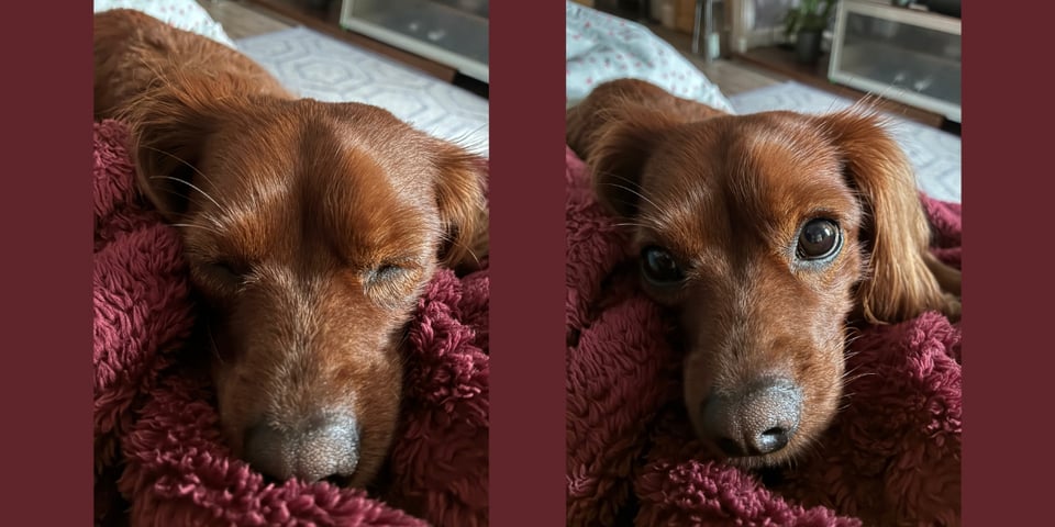 A cute dog opens his eyes.