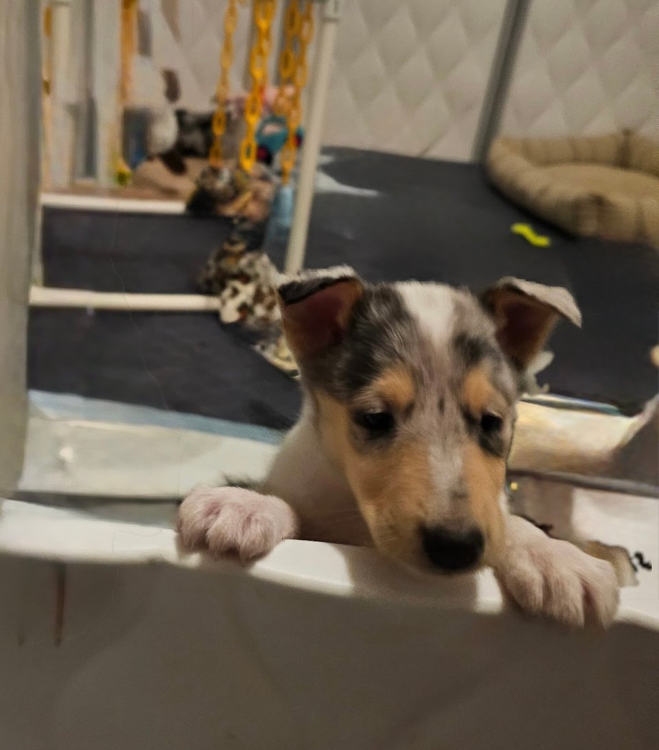 Opal at 5 weeks peering over the pen where she plays and sleeps. Her paws are on top of the pen rail.