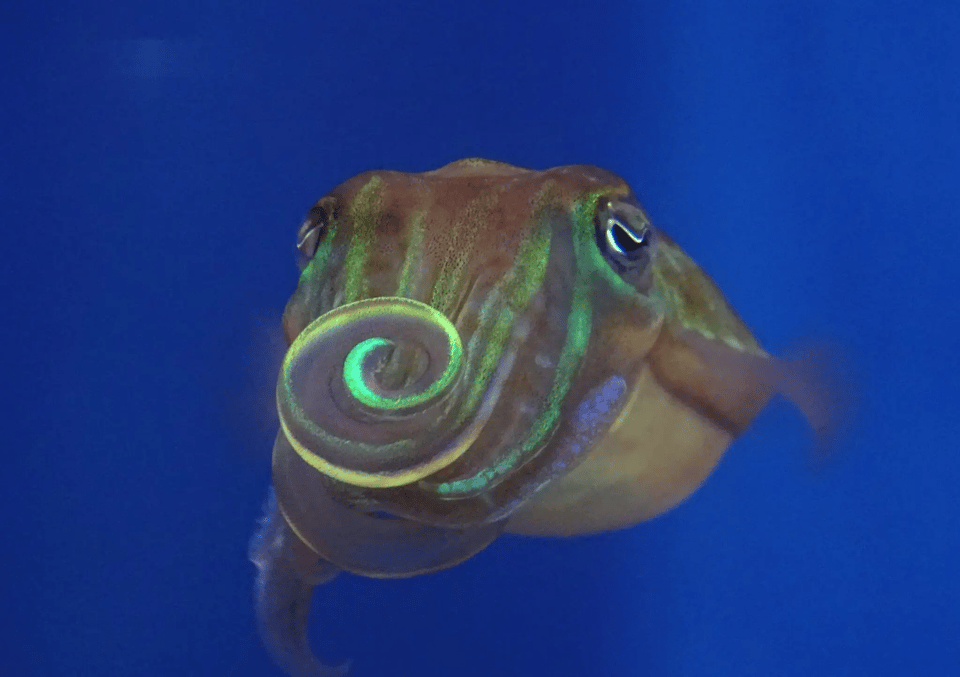 Photograph of a cuttlefish facing the camera with its arms curled in a spiral. Special equipment has been used to visualize the polarized light display on the cuttlefish's skin, which is an incredibly vivid highlight of the spiral shape.
