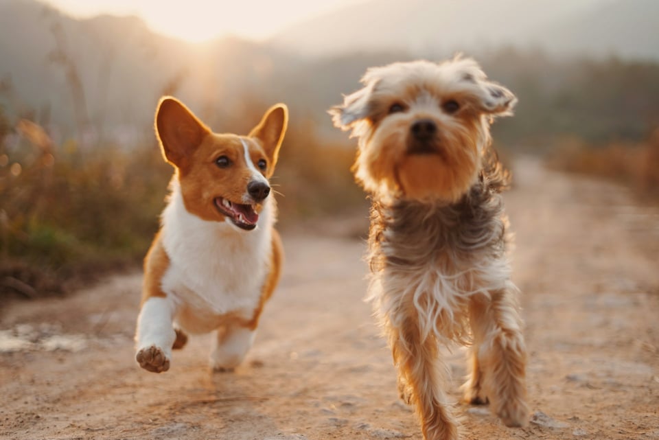 Two dogs walking side-by-side. One dog appears serious; the other, happy and carefree. Photo by Alvan Nee on Unsplash.