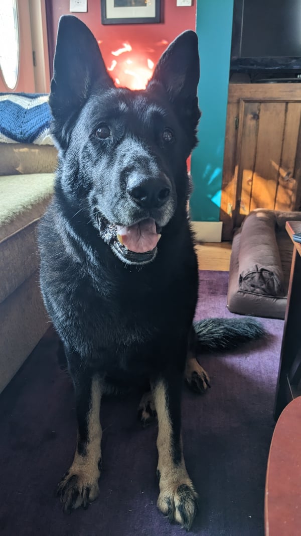 Jax, a german shepherd, black with streaky tan paws, sits smiling at the camera