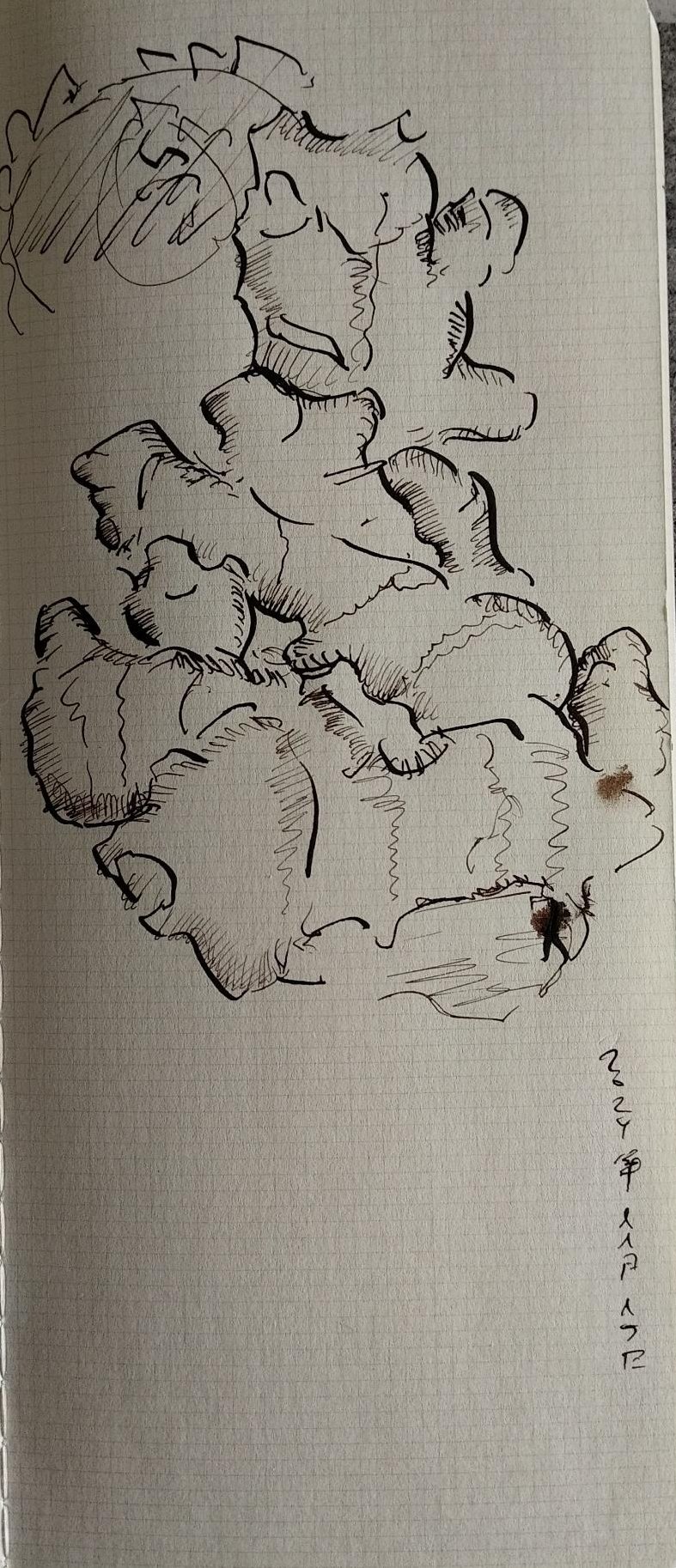 Zebra G line drawing of a … cluster? (what measure classifier is appropriate to rhizome?) a piece, let’s say, of ginger rhizome.