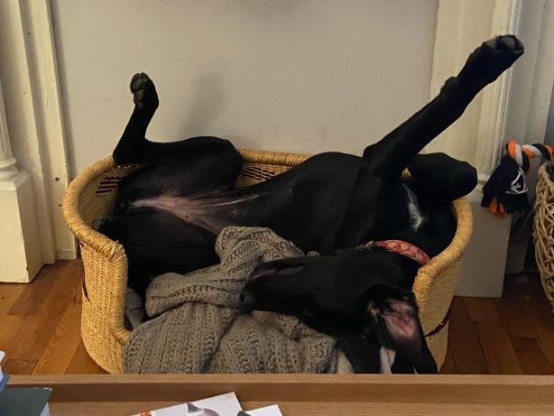 A black dog in a basket bed sprawled inelegantly on her back, legs extended.