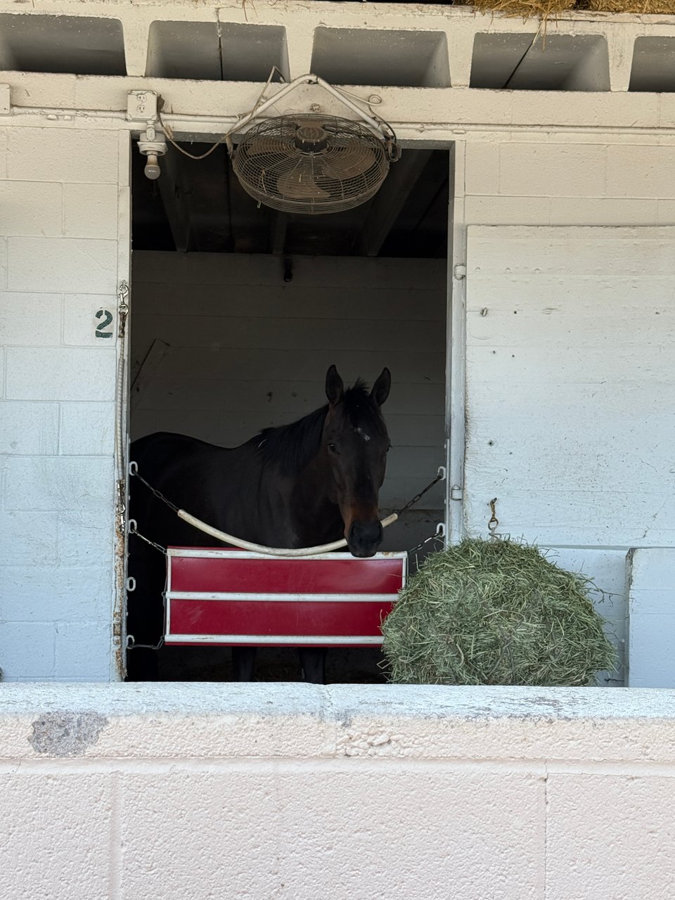 horse in stable at Churchill Downs racetrack