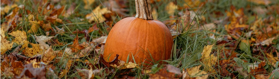 A pumpkin in grass with leaves around it