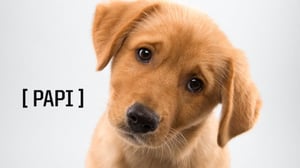the papi puppy