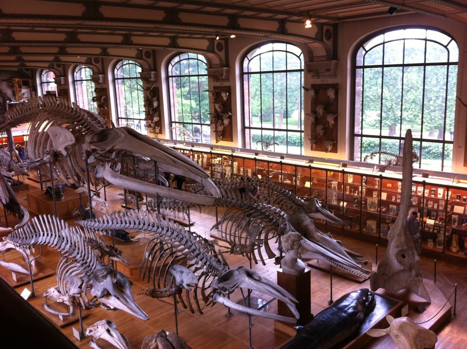 A large museum gallery with high ceilings and enormous windows. It houses enormous dinosaur skeletons. Visible through the windows is lush greenery.
