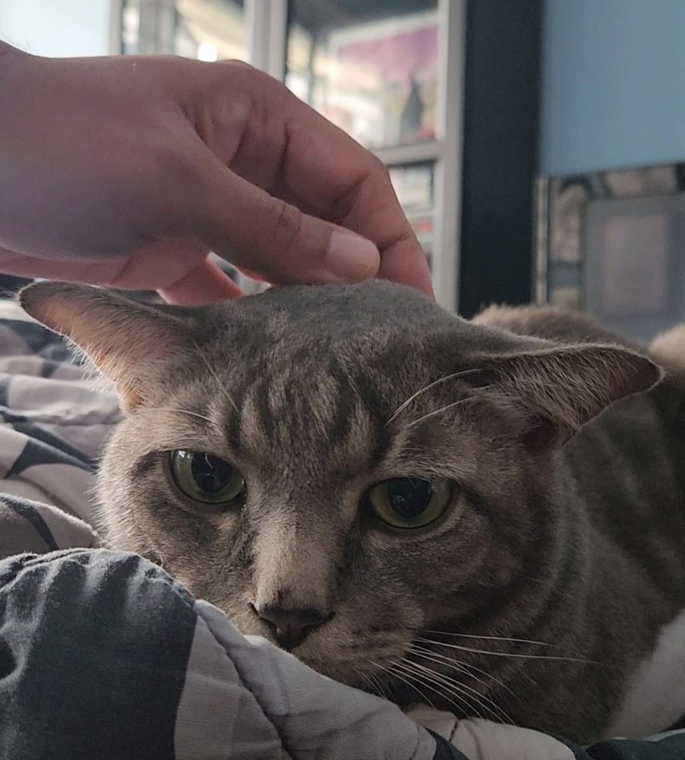 Luca getting head scratches