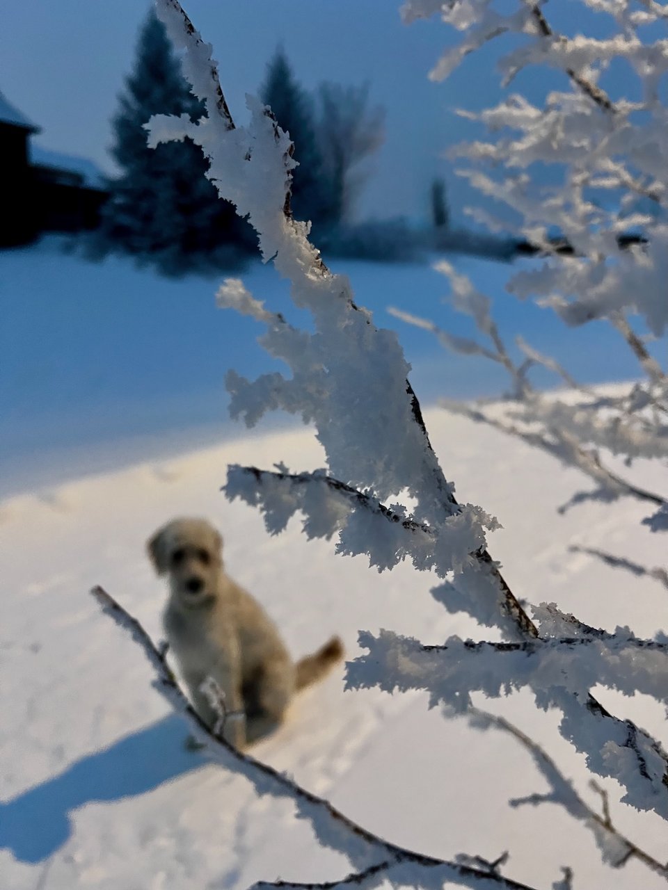 a dog in the snow with hoarfrost in the foreground