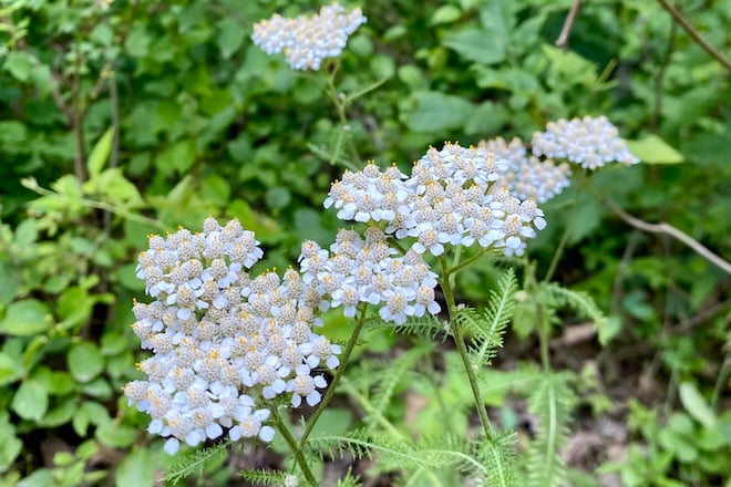 This week: Is Yarrow Native?
