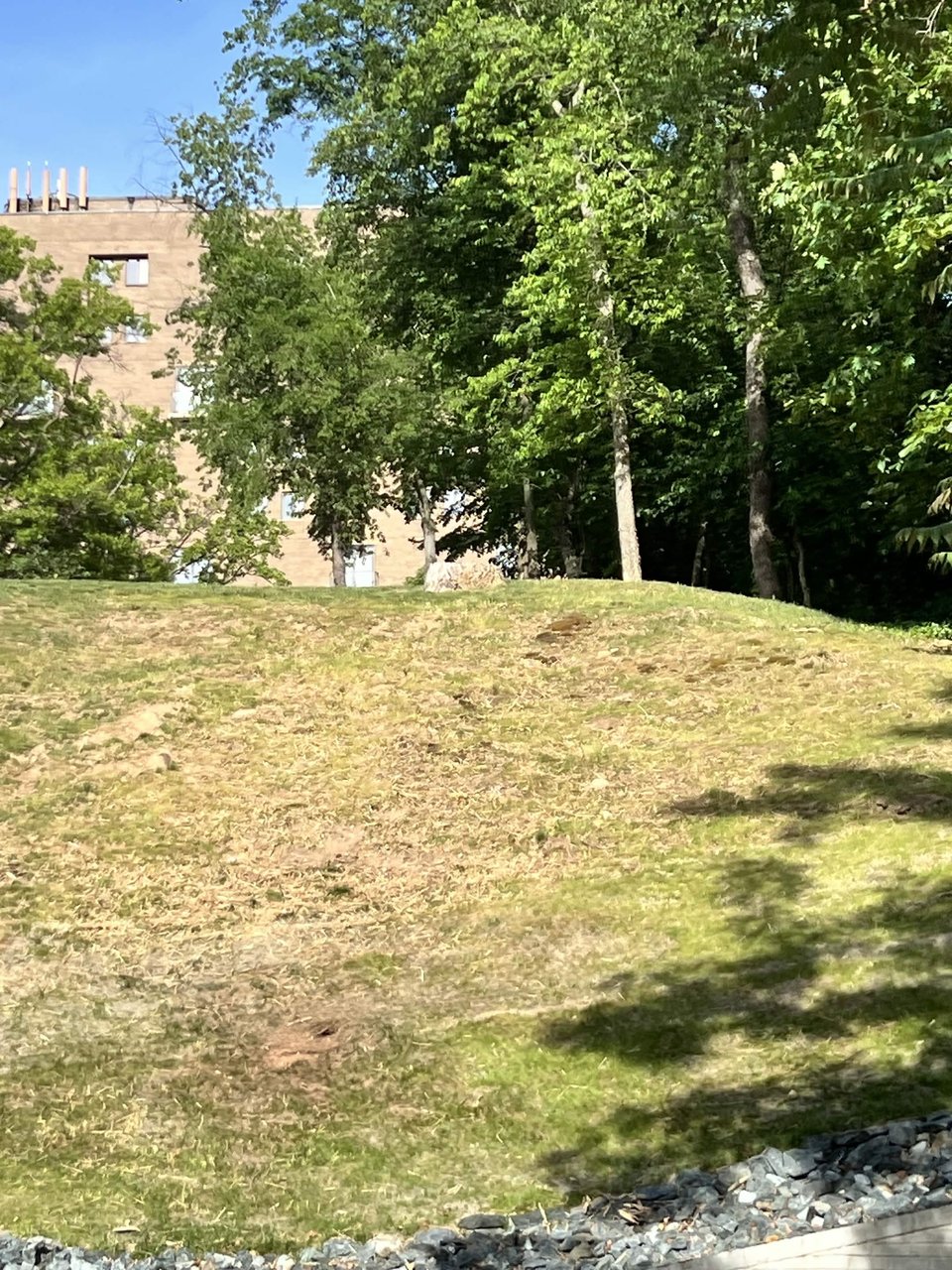 A steep slope with a tan stump in the upper middle, on a sunny day in spring. Shot from below.