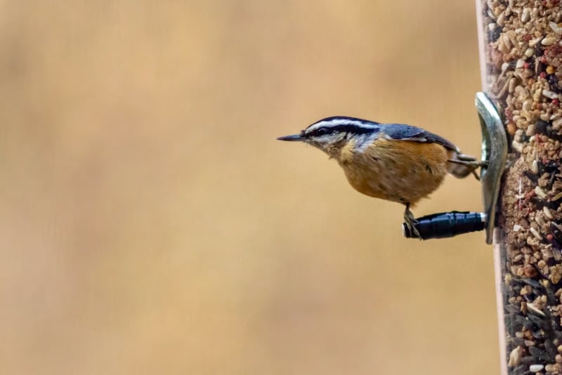 No bird is livelier and more delightful to spot than a Red-breasted Nuthatch. They stay with us through the winter. / Photo by Earl Bye