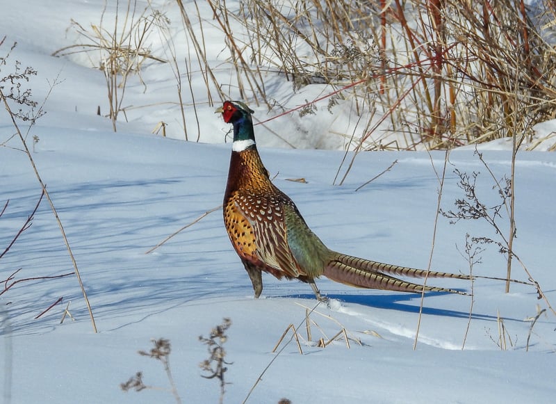 A Common Pheasant. How can this extravagant bird even be real? / Photo by Steve Dietz