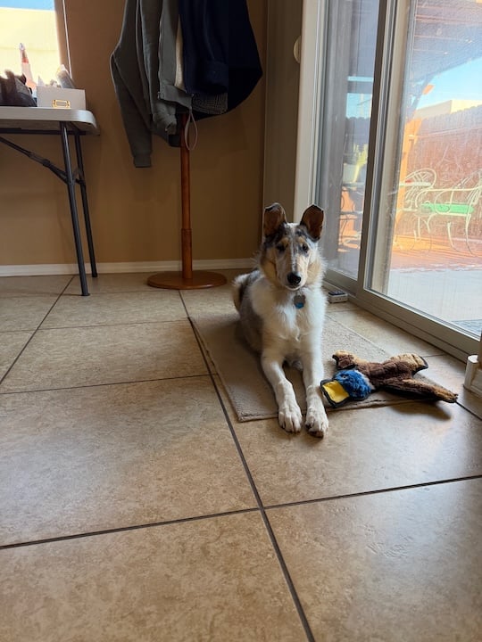 A brown/black/white Smooth Collie, sitting lengthwise on a small carpet. Next to her is her toy flat duck.