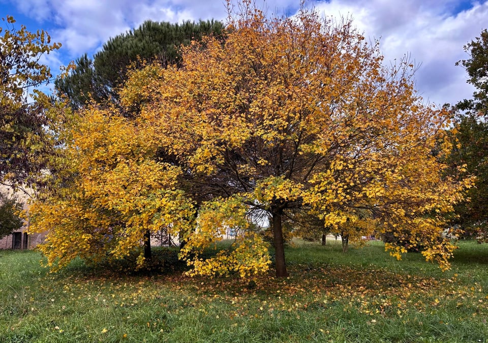 An autumnal golden tree in a park.