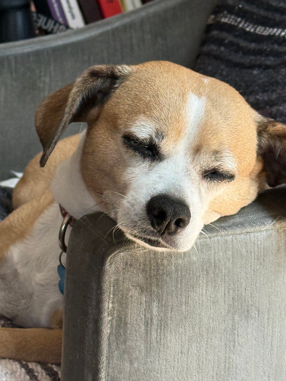 photo of cutest little dog in the world, dozing with his head on the arm of an upholstered chair