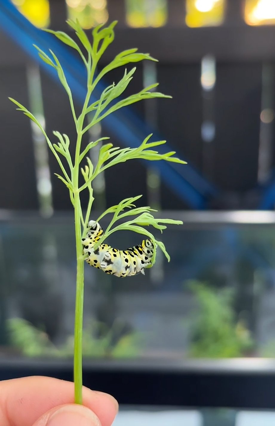 black swallowtail caterpillar eating dill
