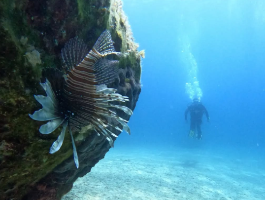 A lionfish hides behind a rock in a shallow sandy sea; in the background, James Bridle is scuba diving.