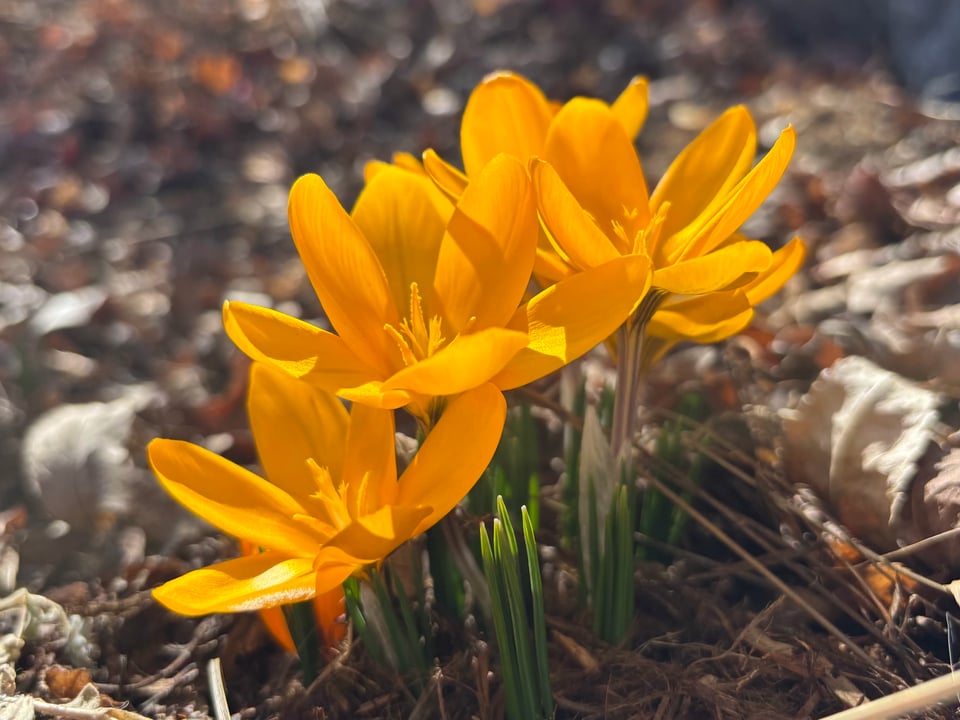 yellow crocuses in late afternoon sun
