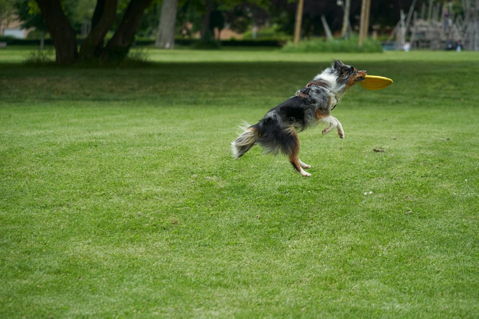 A dog, leaping in the air and catching a frisbee. Photo by Wolfgang Hasselmann on Unsplash.