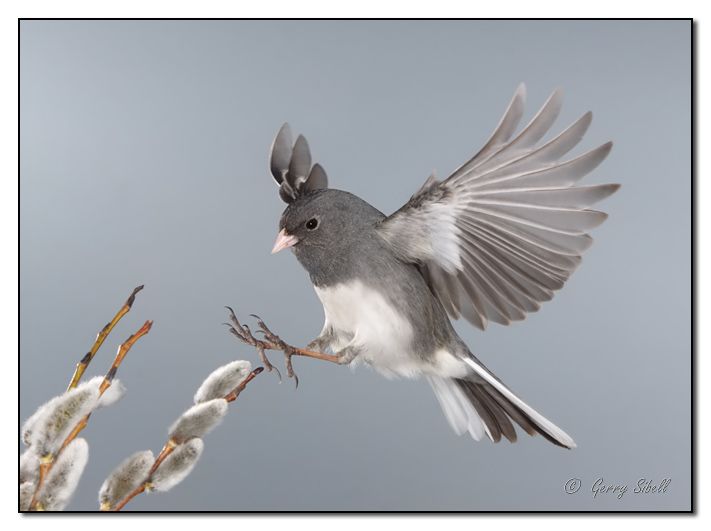 a dark-eyed junco landing on a pussywillow's catkins. it's a gray sparrow with a white belly and white tail stripes that are very noticeable in flight