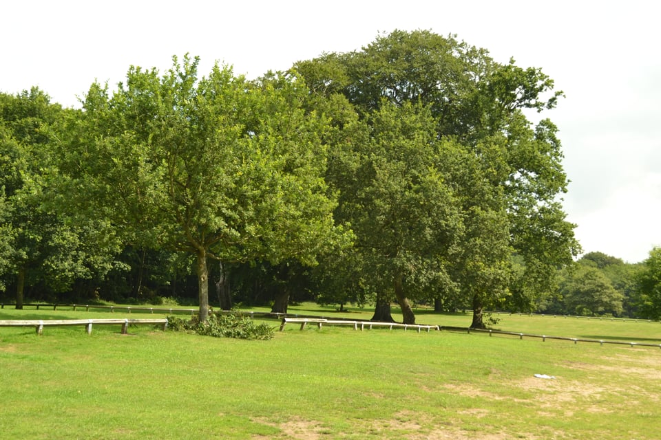 An open grassy lawn containing several large trees.