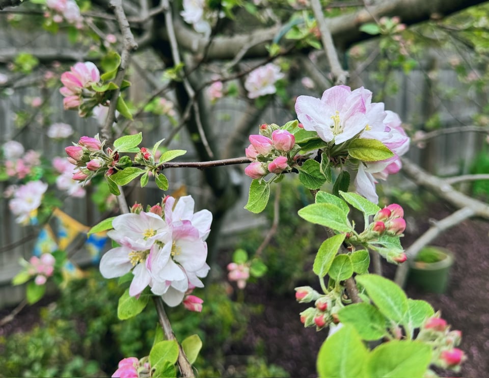 apple blossoms