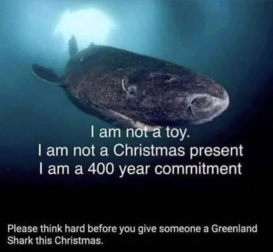 Photo of a Greenland Shark swimming. Overlaid is the text: I am not a toy. I am not a christmas present. I am a 400 commitment. Please think hard before you give someone a Greenland Shark this Christmas.