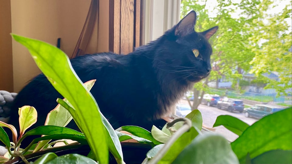 A fluffy black cat gazes out a window onto green trees, with houseplants in the forground.