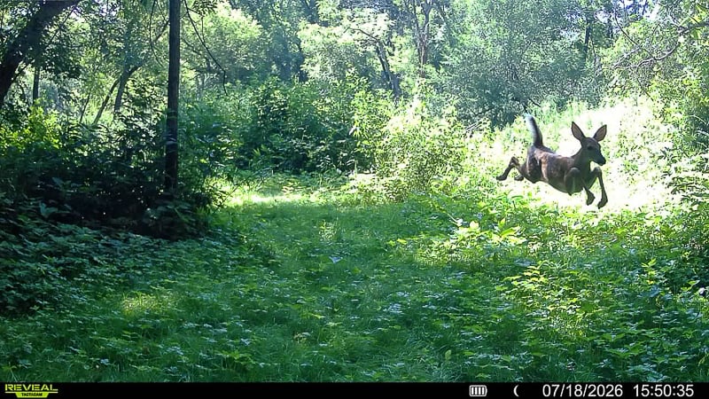 Bonus photo from the same trailcam that captured the bobcat photo above. Look at that deer fly! (Can’t help wondering if it was fleeing the aforementioned bobcat, though usually bobcats opt for smaller prey.) / Photo courtesy of Jeff Svihel
