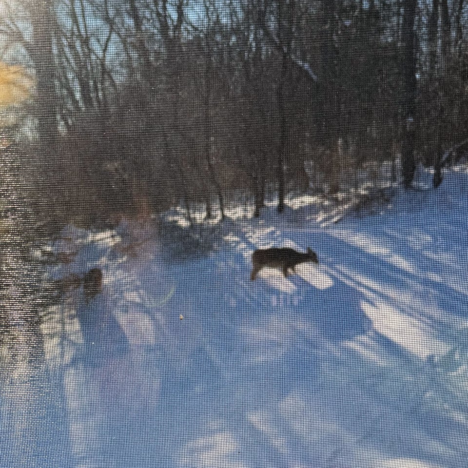 two deer looking for snacks in the 31" of snow beyond our screen window