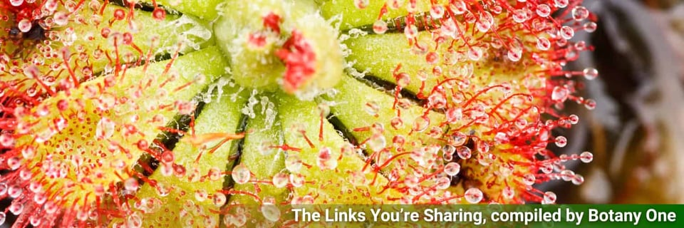 A rosette of a sundew, the leaves ready to catch prey.