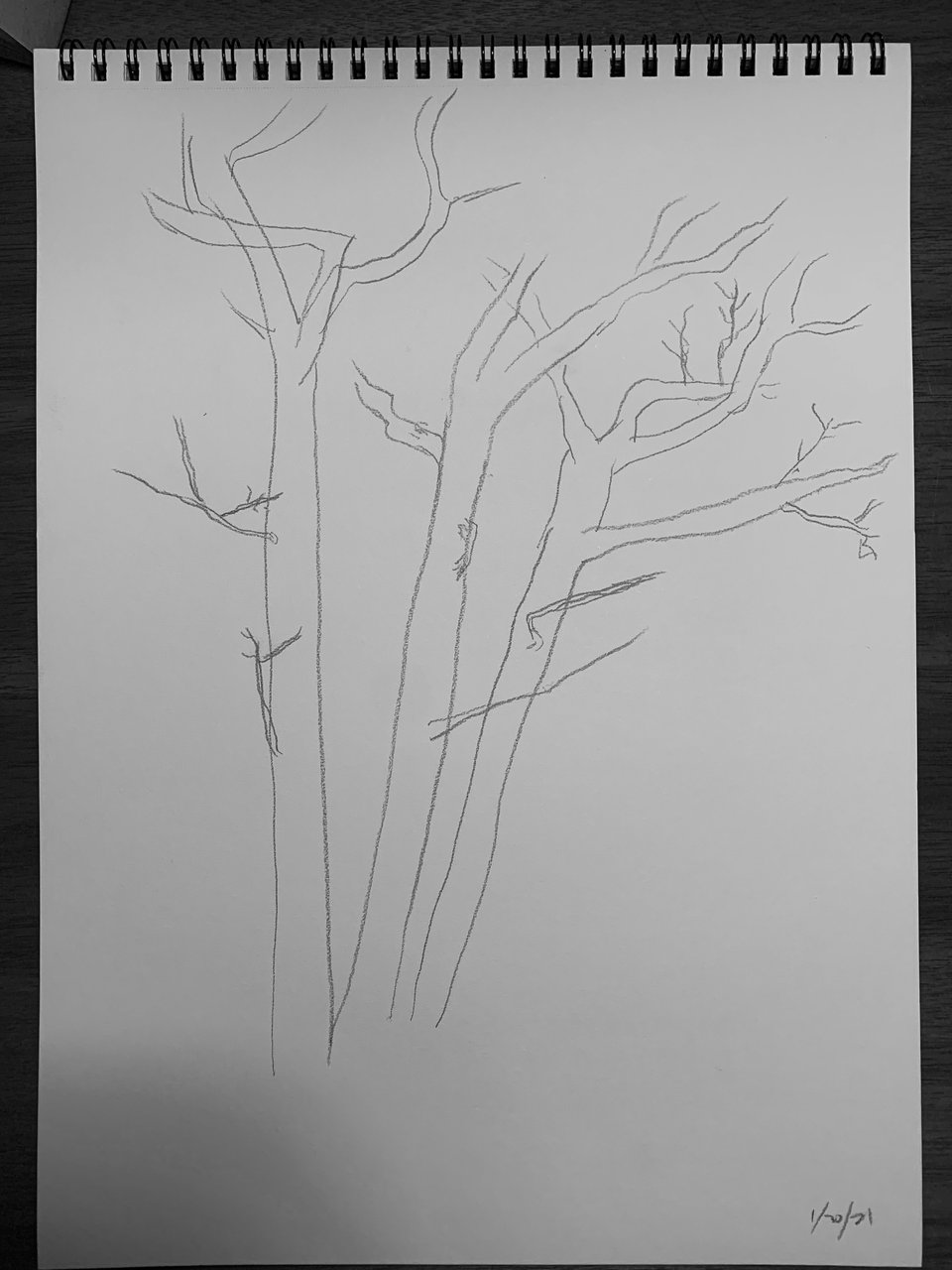 crude pencil drawing of 3 trees